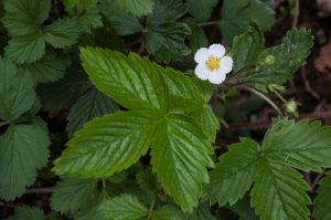 A blooming wild strawberry - Laghi, Veneto, Italy - www.rossiwrites.com