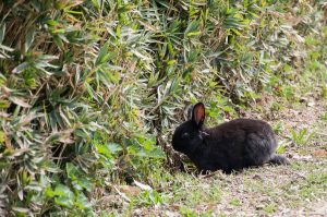 A little bunny - Parco Querini - Vicenza, Veneto, Italy - www.rossiwrites.com