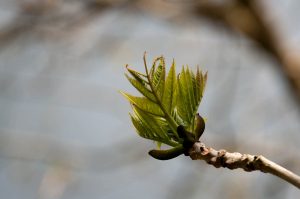 A new walnut leaf - Laghi, Veneto, Italy - www.rossiwrites.com