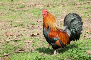 A proud rooster - Parco Querini - Vicenza, Veneto, Italy - www.rossiwrites.com
