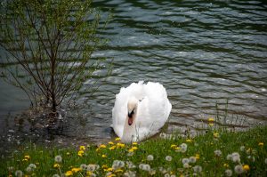 Swan and dandelions - Laghi, Veneto, Italy - www.rossiwrites.com