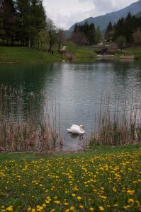 The lake and the swan - Laghi, Veneto, Italy - www.rossiwrites.com