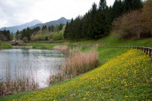 The lake with a carpet of dandelions - Laghi, Veneto, Italy - www.rossiwrites.com