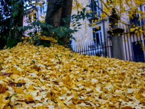 A carpet of beautiful yellow leaves of the ginkgo biloba trees in the garden of the Church of Santa Corona, Vicenza, Veneto, Italy - www.rossiwrites.com