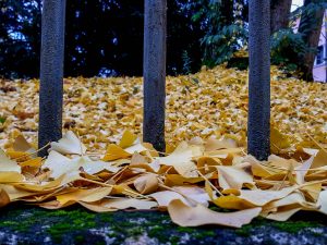 Autumn foliage - Beautiful yellow leaves of the ginkgo biloba trees in the garden of the Church of Santa Corona, Vicenza, Veneto, Italy - www.rossiwrites.com