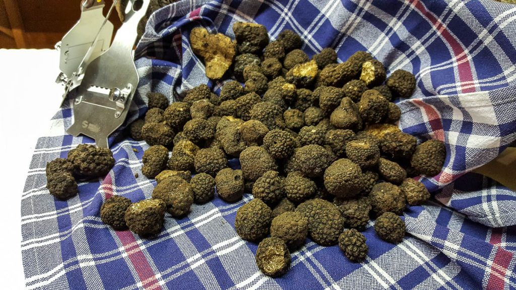 Fresh black truffles - Lumignano Truffle Festival - Veneto, Italy - www.rossiwrites.com