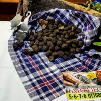 Fresh black truffles - Lumignano Truffle Festival - Veneto, Italy - www.rossiwrites.com