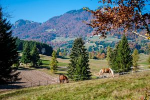 Horses grazing with Mount Spitz in the background - Tonezza del Cimone, Veneto, Italy - www.rossiwrites.com