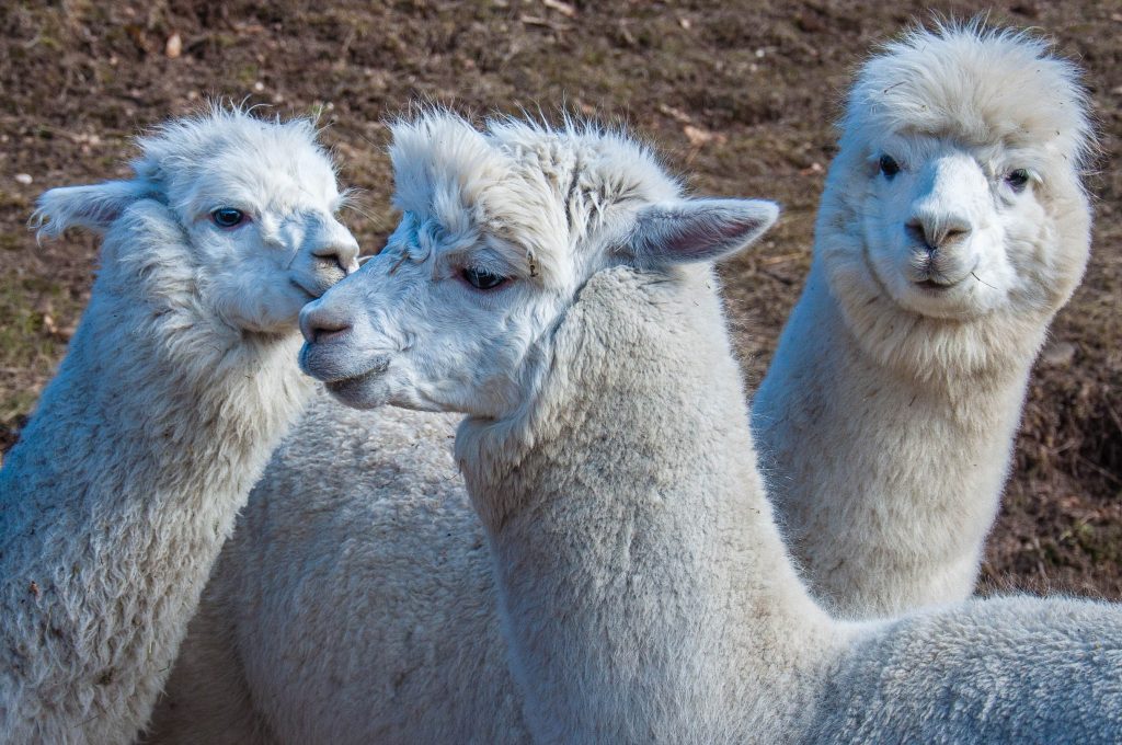 A llama and an alpaka - Trekking with alpacas and llamas - Maso Eden, Trentino, Italy - www.rossiwrites.com