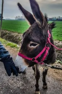 Indi the Donkey - Capodanno Veneto - Fattoria Il Rosmarino, Marcon, Veneto, Italy - www.rossiwrites.com
