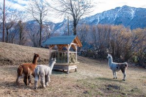 A herd of alpacas, Maso Edin Bio Farm - Trentino, Italy - rossiwrites.com