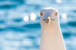 A seagull - www.rossiwrites.com