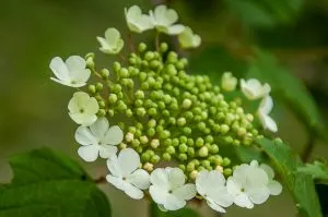 Flowering tree - Lake Fimon, Arcugnano, Vicenza, Veneto, Italy - www.rossiwrites.com