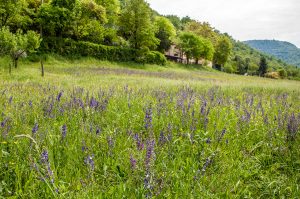 Green field with wild flowers and the Berici Hills - Lake Fimon, Arcugnano, Vicenza, Veneto, Italy - www.rossiwrites.com