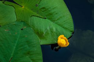 Nuphar Lutea - Yellow Water Lily - Lake Fimon, Arcugnano, Vicenza, Veneto, Italy - www.rossiwrites.com