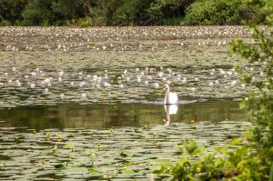 Swan among the water-lilies - Lake Fimon, Arcugnano, Vicenza, Veneto, Italy - rossiwrites.com