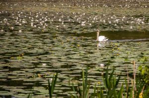Swan among the water-lilies - Lake Fimon, Arcugnano, Vicenza, Veneto, Italy - www.rossiwrites.com