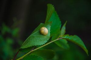 Tiny snail on a leaf - Lake Fimon, Arcugnano, Vicenza, Veneto, Italy - www.rossiwrites.com