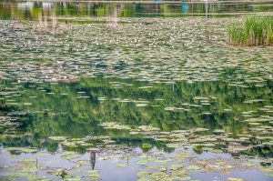 Water reflections among the water lilies - Lake Fimon, Arcugnano, Vicenza, Veneto, Italy - www.rossiwrites.com