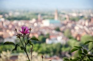 A rose for Vicenza, Italy - www.rossiwrites.com