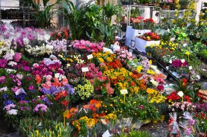 A market stall selling flowers and potted plants - Vicenza, Italy - www.rossiwrites.com