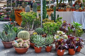 A market stall selling potted cacti - Vicenza, Italy - www.rossiwrites.com