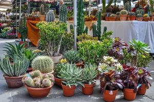 A market stall selling potted cacti - Vicenza, Italy - www.rossiwrites.com
