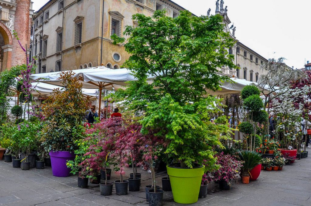 A market stall selling potted shrubs and trees - Vicenza, Italy - rossiwrites.com