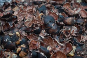 Empty chestnut shells - Borghetto sul Mincio, Veneto, Italy - www.rossiwrites.com