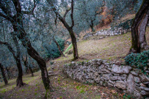 Terraced olive groves - Campo di Brenzone, Lake Garda, Italy - www.rossiwrites.com
