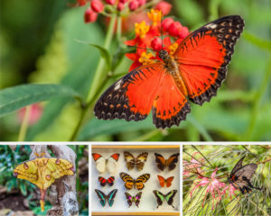3 Butterfly Houses (and One Insect Museum) You Need to Visit in Northern Italy - www.rossiwrites.com