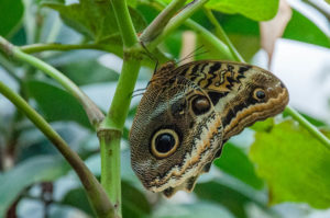 Butterfly - Butterfly House - Bordano, Friuli-Venezia Giulia, Italy - www.rossiwrites.com