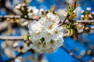 Cherry tree in bloom - Marostica, Veneto, Italy - www.rossiwrites.com