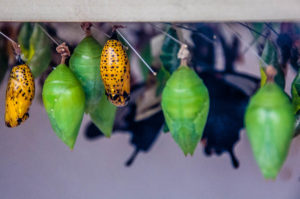 Chrysalises - Butterfly House, Oasi Rossi - Santorso, Italy - www.rossiwrites.com