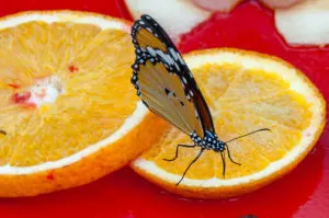 Feeding butterflies - Butterfly House - Bordano, Friuli-Venezia Giulia, Italy - www.rossiwrites.com