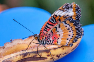 Feeding butterfly - Butterfly House - Bordano, Friuli-Venezia Giulia, Italy - www.rossiwrites.com