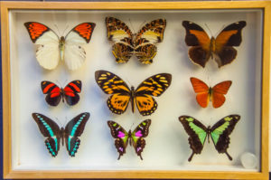 Pinned butterflies - Butterfly House - Bordano, Friuli-Venezia Giulia, Italy - www.rossiwrites.com