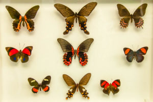 Pinned mounted butterflies - Butterfly House - Bordano, Friuli-Venezia Giulia, Italy - www.rossiwrites.com