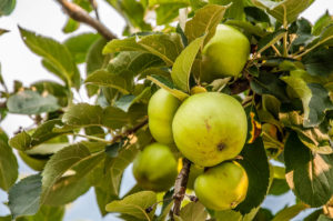Green apples on a branch - Apple orchard - Valsugana, Trentino, Italy - rossiwrites.com
