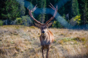 Deer in Paneveggio - The Violins' Forest - Dolomites, Trentino, Italy - rossiwrites.com