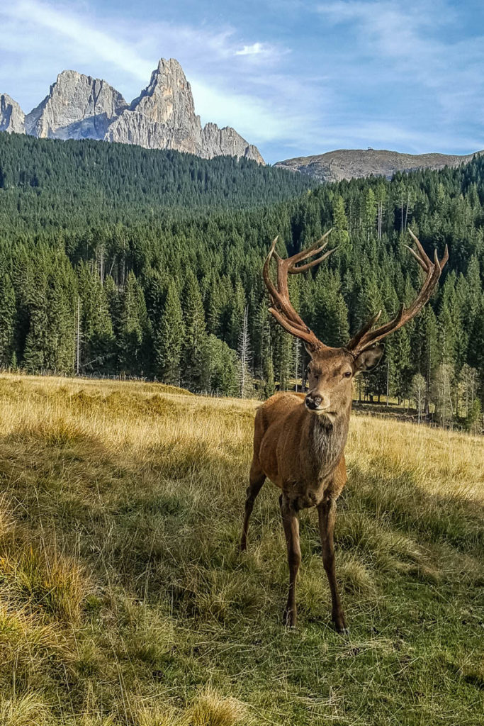 Deer in Paneveggio - The Violins' Forest - Dolomites, Trentino, Italy - rossiwrites.com