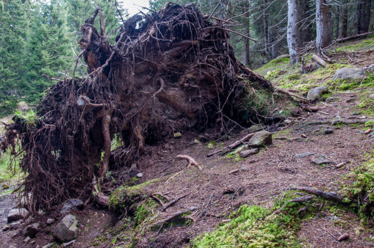 Paneveggio - Exploring the Violins' Forest in the Dolomites, Italy