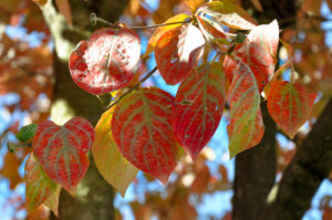 Red foliage - Trees in autumn - Feltre, Veneto, Italy - rossiwrites.com