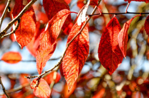 Red leaves - Feltre, Veneto, Italy - rossiwrites.com