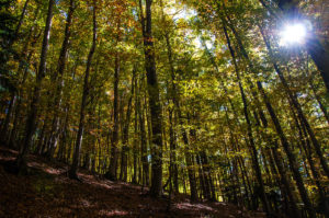 The forest - Excalibur Nature Walk - Tonezza del Cimone, Veneto, Italy - www.rossiwrites.com