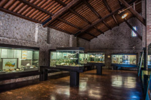 Cava Bomba Paleontological Museum - Cinto Euganeo, Euganean Hills, Padua, Italy - rossiwrites.com