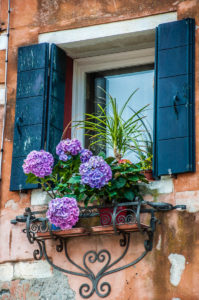 Blooming hydrangeas on a windwosill in the Jewish Ghetto - Cannaregio, Venice, Veneto, Italy - rossiwrites.com