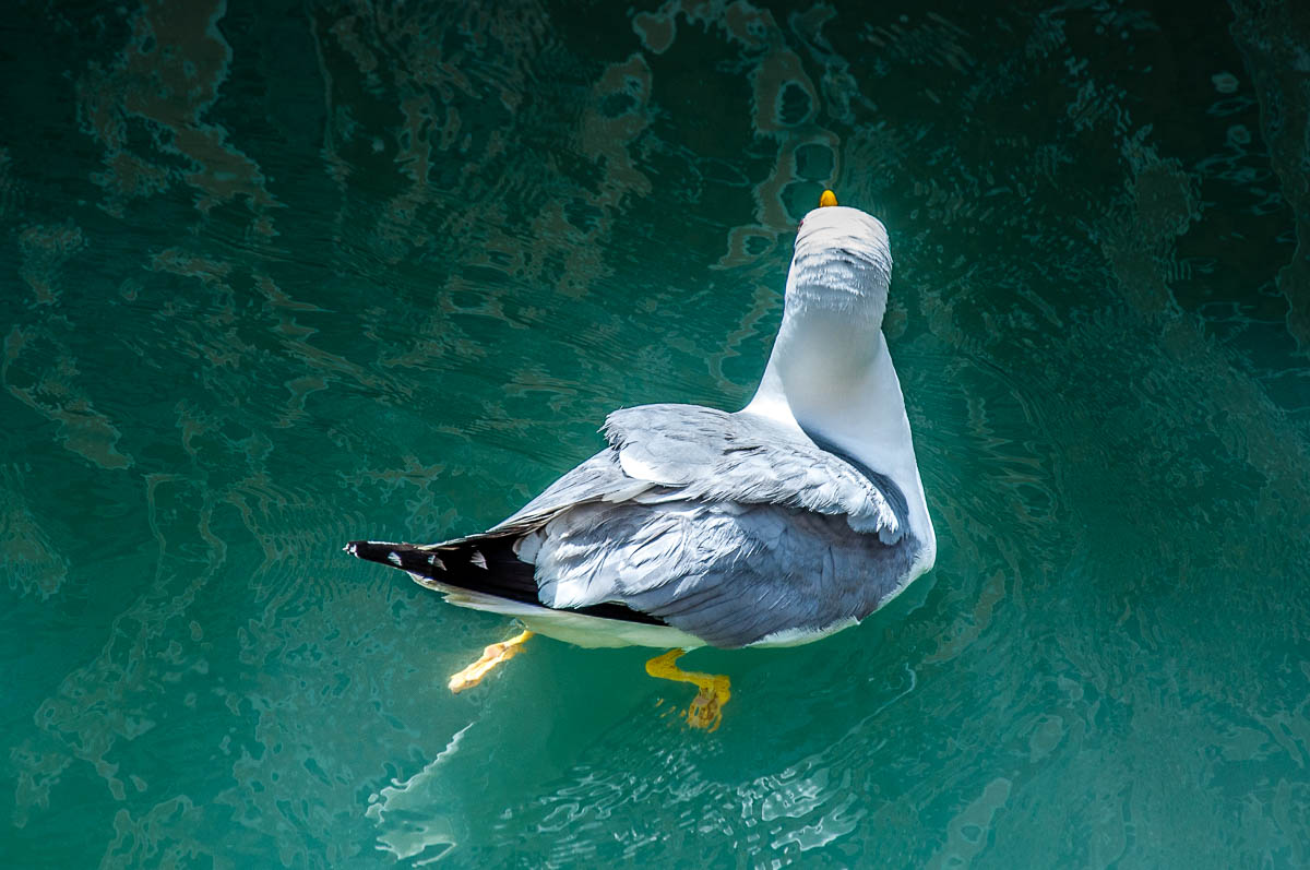 Seagull swimming in a Venetian canal - Venice, Italy - rossiwrites.com