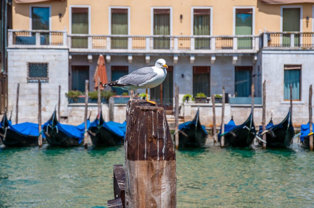 Seagull with gondolas - Venice, Italy - rossiwrites.com