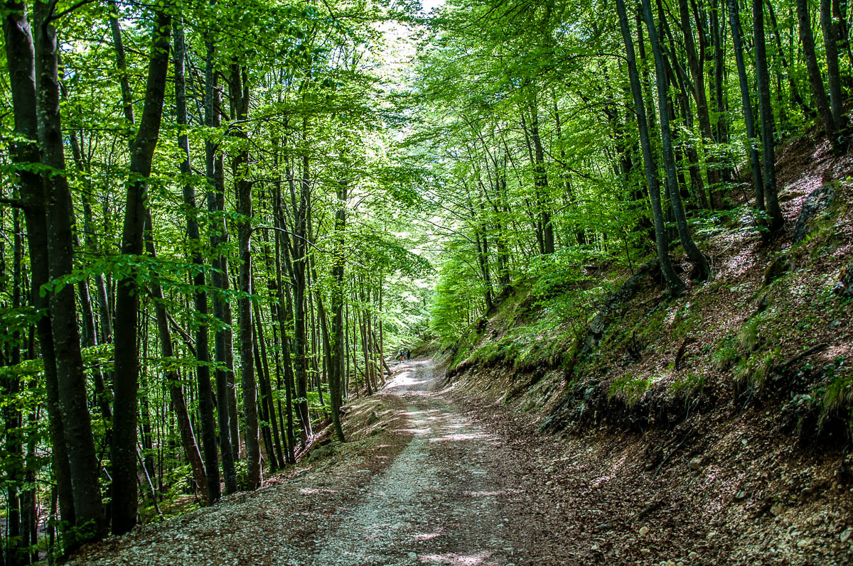 The hiking path through the forest - Sentiero dei Grandi Alberi - Province of Vicenza, Veneto, Italy - rossiwrites.com